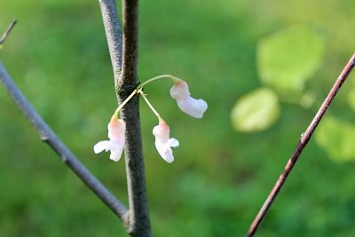 Cercis canadensis 'Pauline Lily' - zmarlika kanadská - první květ na kmínku